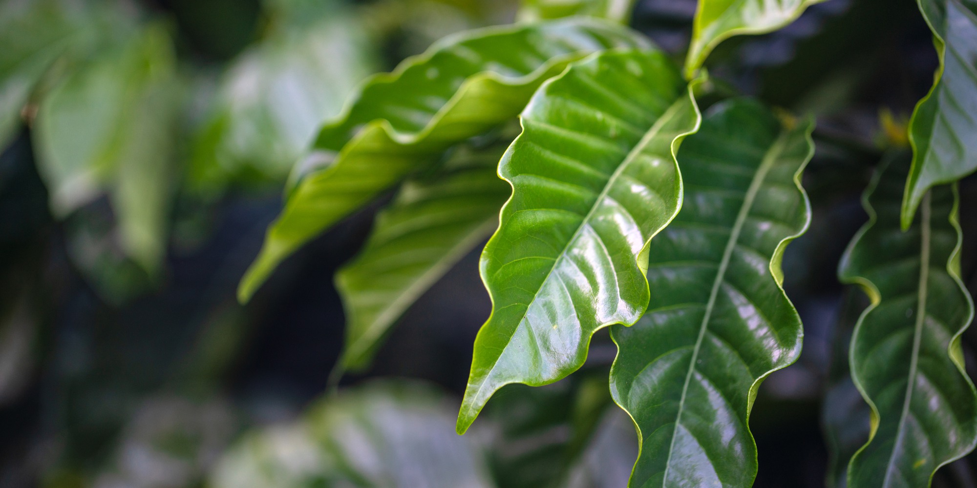 Close-up shot of coffee leaves