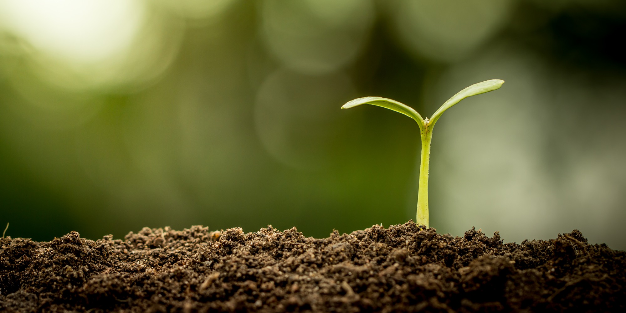 Young plant growing in soil on green bokeh background
